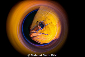 Cardinal fish with eggs. by Mehmet Salih Bilal 